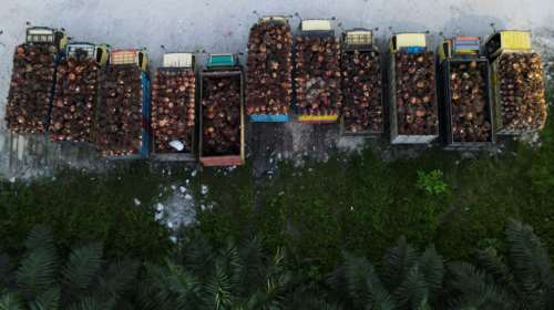 Φοινικέλαιο - Πλήρες εμπάργκο από την Ινδονησία στις εξαγωγές: Κίνδυνος για μεγάλες αναταράξεις στην αγορά