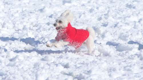 Ο Μαρουσάκης περιγράφει την Ελλάδα των δύο εποχών ταυτόχρονα: Παγετός με... άνοιξη - Οι μεγάλες διαφορές στη θερμοκρασία