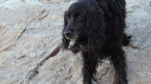 Άνδρας εκτέλεσε εν ψυχρώ και χωρίς λόγο αδέσποτο σκύλο στο Ηράκλειο Κρήτης: Συνελήφθη για κακούργημα