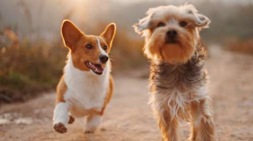 Καταρρίπτεται ο μύθος ότι ένα... σκυλο-έτος ισοδυναμεί με επτά ανθρώπινα χρόνια -Πώς υπολογίζονται