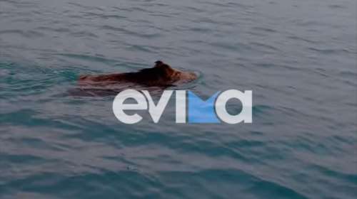 Χαλκίδα: Αγριογούρουνο απολαμβάνει το μπάνιο του σε παραλία της πόλης [βίντεο]