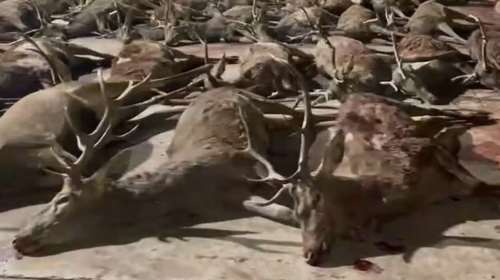 "Σφαγείο" για εκατοντάδες ελάφια και αγριογούρουνα στην Ανδαλουσία - Οργανωμένο κυνήγι σε περιφραγμένο χώρο για 1.000 ευρώ