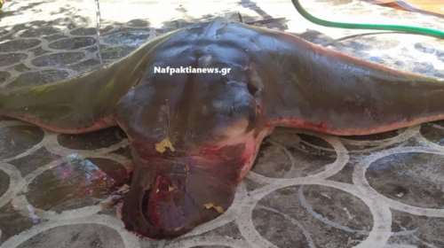 Ναύπακτος: Ψαράς έπιασε σαλάχι 120 κιλά με τα δίχτυα του [εικόνες]
