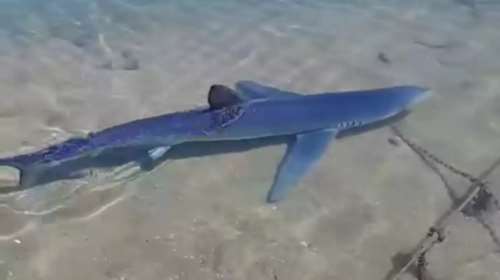 Καρχαρίας στη... Γλυφάδα: Απίστευτα βίντεο μέσα από τη μαρίνα