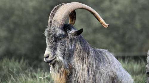 Λαμία: Πέθανε ηλικιωμένη από λοίμωξη στρεπτόκοκκου - Την είχε χτυπήσει τράγος μία εβδομάδα πριν