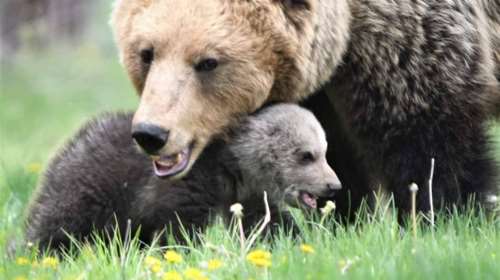 Πέλλα: Δύο μικρά αρκουδάκια εντοπίστηκαν νεκρά - Πολύ πιθανό να τα σκότωσαν με όπλο ή να τα δηλητηρίασαν