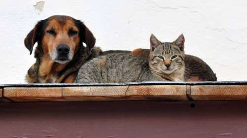 &quot;Στον αέρα&quot; το Εθνικό Μητρώο ζώων συντροφιάς - Οι πρώτες επτά διαθέσιμες υπηρεσίες του pet.gov.gr