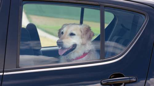 Θεσσαλονίκη: Πρόστιμο 1.000 ευρώ σε 60χρονη που παράτησε σκύλο στο αυτοκίνητο μέσα στη ζέστη