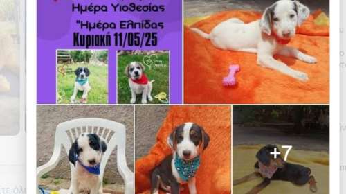 &quot;Ημέρα Υιοθεσίας, Ημέρα Ελπίδας&quot; την Κυριακή 11/05 στην Πλατεία Γέρακα: Κάντε το θαύμα