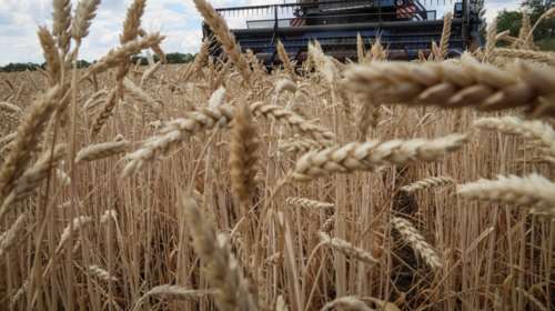 Εκβιάζει η Ρωσία με τα σιτηρά: Ή ικανοποιούνται τα αιτήματά μας ή άκυρη η συμφωνία για τις εξαγωγές