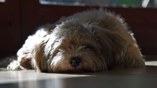 Βόλος: Νέο περιστατικό άγριας κακοποίησης ζώου - Έσερνε σκυλιά δεμένα στο αγροτικό