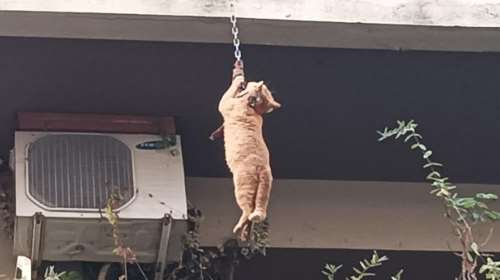 Δύο συλλήψεις στο Αγρίνιο για την κρεμασμένη γάτα σε μπαλκόνι [σκληρές εικόνες]