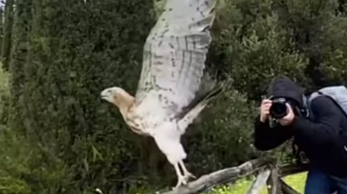 Το εκπληκτικό άλμα του αετού που άφησαν ελεύθερο στην Καισαριανή [βίντεο]