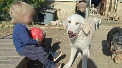 Ζάκυνθος: Σε κατάσταση σοκ στο νοσοκομείο η μητέρα του παιδιού - Ηταν μόνο του με τον σκύλο