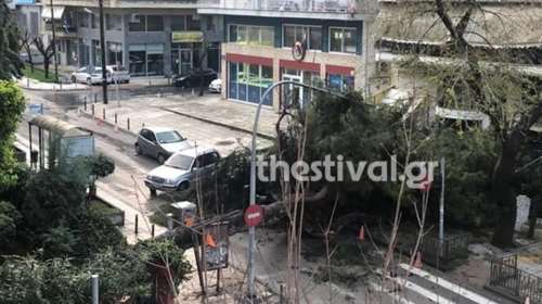 Πτώση δέντρου από την κακοκαιρία στη Θεσσαλονίκη - Kόπηκαν καλώδια της ΔΕΗ