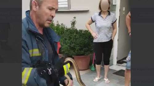 Λάρισα: Πυροσβέστης έπιασε με τα χέρια του φίδι που μπήκε σε σπίτι [βίντεο]