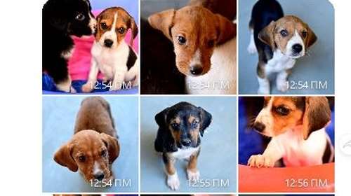 Πέντε μονάκριβα μωρά πετάχτηκαν μέρες αγάπης και γιορτής -  Δεν ξεμακραίνουν το ένα από το άλλο