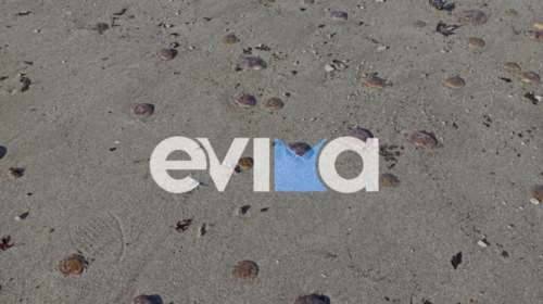 Συναγερμός σε θάλασσες και παραλίες της Εύβοιας – Γέμισαν με μωβ μέδουσες [εικόνες]