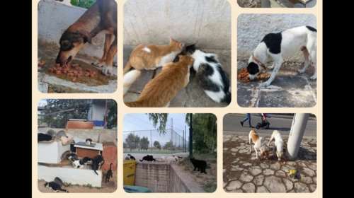 Εκκληση για τροφές από τα Φαντάσματα του Ασπροπύργου: Πώς μπορείτε να βοηθήσετε