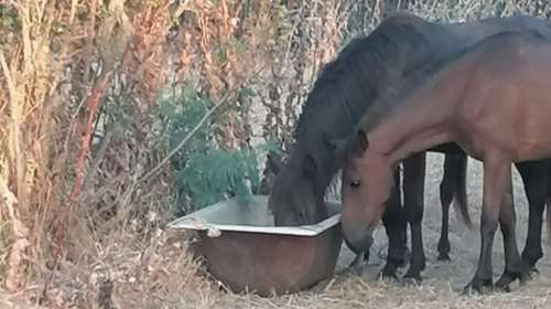Νεκρά άγρια άλογα στο Δέλτα του Έβρου λόγω λειψυδρίας - Αυτοσχέδιες ποτίστρες για την διάσωσή τους