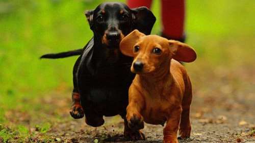 Οι  σκύλοι &quot;λουκάνικο&quot; είναι εδώ για να μείνουν: Η Γερμανία αρνείται ότι σχεδιάζει να απαγορεύσει τα Dachshund