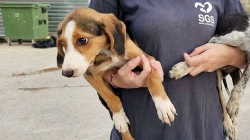 Η Μυρτούλα ήταν στο δημοτικό κυνοκομείο Τρίπολης: Ήταν και παραμένει ένα σκυλάκι διστακτικό, που δεν θα σε πλησιάσει μόνη της