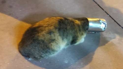 Παγίδα θανάτου για πεινασμένο γατάκι ένα κονσερβοκούτι