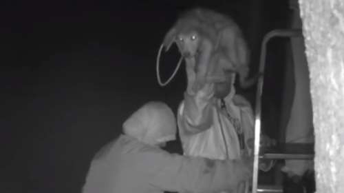 Εξοργιστικό βίντεο από την Κέρκυρα: Πετάνε σκυλιά από μεγάλο ύψος μέσα σε καταφύγιο για να τα ξεφορτωθούν