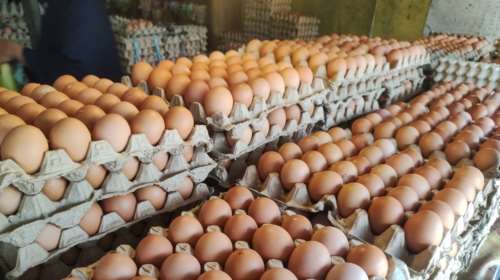 Vegan οργάνωση ανέλαβε την ευθύνη για τον εμπρησμό σε εργοστάσιο αυγών: &quot;Αν το ξαναχτίσετε, θα το ξανακάψουμε&quot;