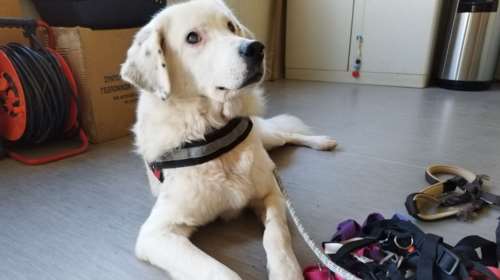 Σώστε ένα αδεσποτάκι: Ο Μπάρνεϊ δοκιμάζει τα σαμαράκια του για τη βόλτα - Είναι ένας τυφλός άγγελος