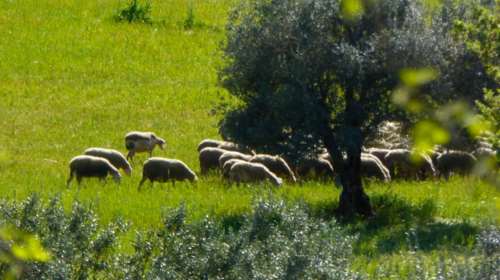 Μαγνησία: Πρόβατα έφαγαν... 100 κιλά κάνναβη και ζαλίστηκαν- Αρχισαν να χοροπηδάνε τρελά