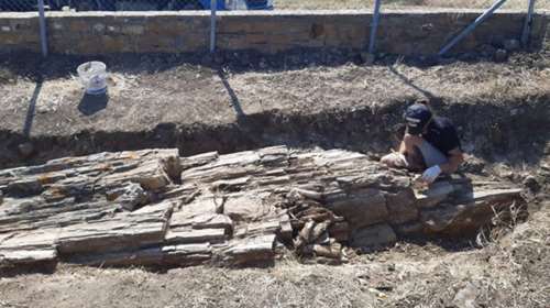 Εντυπωσιακό: Βρέθηκε γιγαντιαίος κορμός απολιθωμένου δένδρου στη Λήμνο [εικόνες]