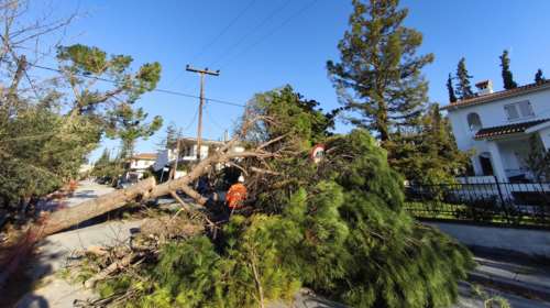 Χαμός στη Θεσσαλονίκη: Πτώσεις δεκάδων δέντρων και πινακίδων - Βίντεο καταγράφει τη θεομηνία στον Θερμαϊκό