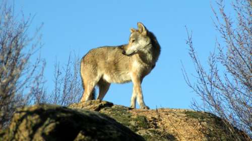 Αρκτούρος: Πέντε μύθοι και αλήθειες για τους λύκους στην Πάρνηθα και η σημασία των ελληνικών ποιμενικών σκύλων