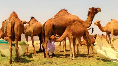 Σομαλία: Αποφυλακίστηκε δολοφόνος &quot;πληρώνοντας&quot; 75 καμήλες στην οικογένεια του θύματος