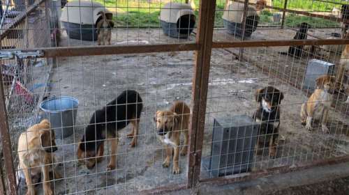 Aπο κολαστήριο μετατρέπεται σε καταφύγιο: Οργανώσεις, εθελοντές, απλοί πολίτες αλλάζουν το κυνοκομείο Σπάρτης