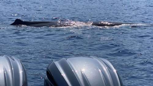 Χανιά: Τουρίστες ξετρελάθηκαν με φάλαινα - &quot;Έπαιζε μαζί μας σαν να ζητούσε συντροφιά&quot; [εικόνες]