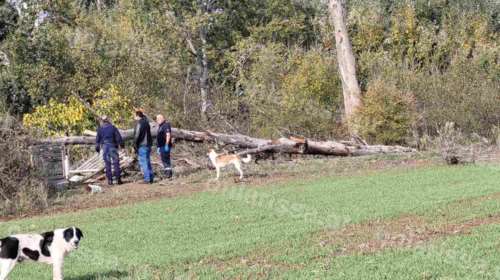 Λάρισα: Συνελήφθη ο γείτονας της 78χρονης που την καταπλάκωσε δέντρο - Για ανθρωποκτονία από αμέλεια