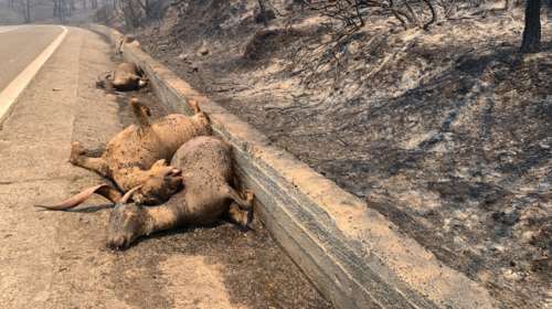 Φωτιά στη Ρόδο: Δραματικές εικόνες με τα νεκρά ελάφια που ζούσαν στο δάσος Απολλώνων-Λαέρμων