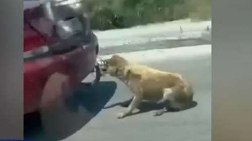 Κτηνωδία στη Ζάκυνθο: Ελεύθερος χωρίς όρους ο 75χρονος που έσερνε σκύλο με το ΙΧ