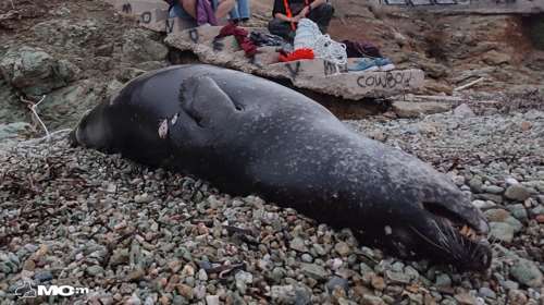 Οργή: Νεκρή από πυροβολισμό μεσογειακή φώκια - Εντοπίστηκε στην Ανάβυσσο [εικόνες]