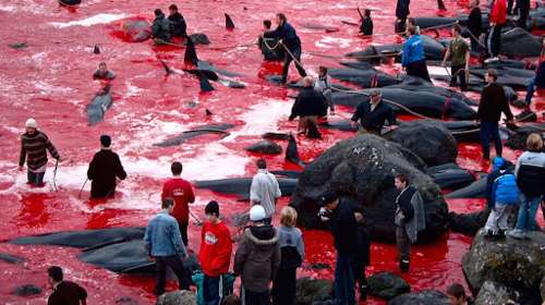 Μαζική σφαγή στα νησιά Φερόε για ένα έθιμο: Σκότωσαν 1.500 δελφίνια - Εικόνες σοκ από τη θάλασσα που έγινε κόκκινη