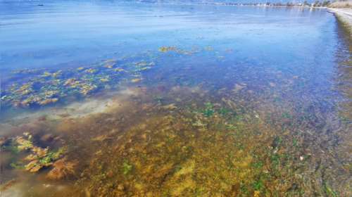 Κοκκίνησε η θάλασσα στην Αργολίδα: Πού οφείλεται το περίεργο φαινόμενο [εικόνες]