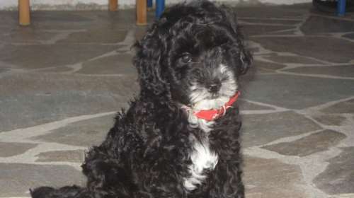 &quot;Μπαλολίνο, ένας ξεχωριστός φίλος&quot;: Νηπιαγωγός έγραψε βιβλίο για το σκυλάκι της που έφυγε από ανίατη ασθένεια