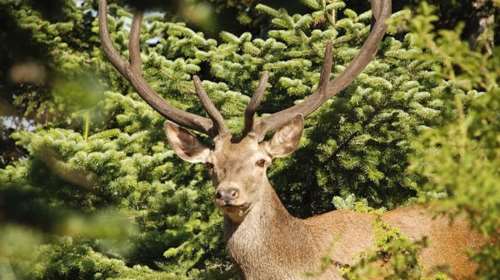 To WWF Ελλάς χαρτογραφεί τους οικολογικούς διαδρόμους στην Πάρνηθα - Για τη διάσωση του κόκκινου ελαφιού