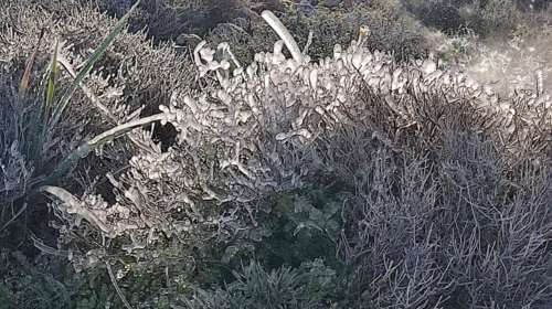 Ρόδος: Μαγευτικές εικόνες στον Αρχάγγελο - Πάγωσαν μέχρι και τα λουλούδια απο το ψύχος