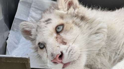 Κέντρο αγρίων ζώων από την Νότια Αφρική θέλει να φιλοξενήσει το τιγράκι που χαροπαλεύει στο Αττικό Πάρκο