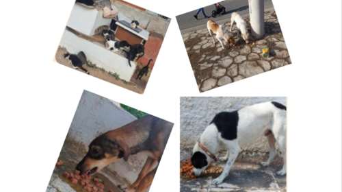 &quot;Τα Φαντάσματα του Ασπροπύργου&quot; ζητούν βοήθεια: Εκκληση για τροφές για  να γεμίσουν όλες οι αδέσποτες κοιλίτσες