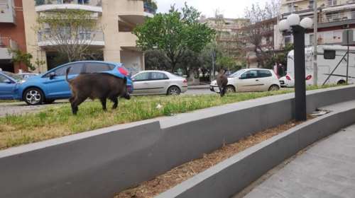 Απίστευτες εικόνες στη Θεσσαλονίκη: Αγριογούρουνα κόβουν βόλτες στην πόλη ψάχνοντας φαγητό