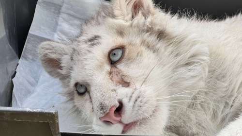 Καλύτερα στην υγεία του το τιγράκι που βρέθηκε στα σκουπίδια - Απολαμβάνει τον ήλιο [εικόνες-βίντεο]